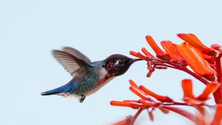 Rencontre avec le colibri d’Elena, joyau fascinant et plus petit oiseau du monde