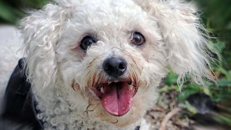 Bichon - 