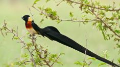 Voici cinq des plus beaux oiseaux avec des plumes de la queue d’une fantaisie exquise