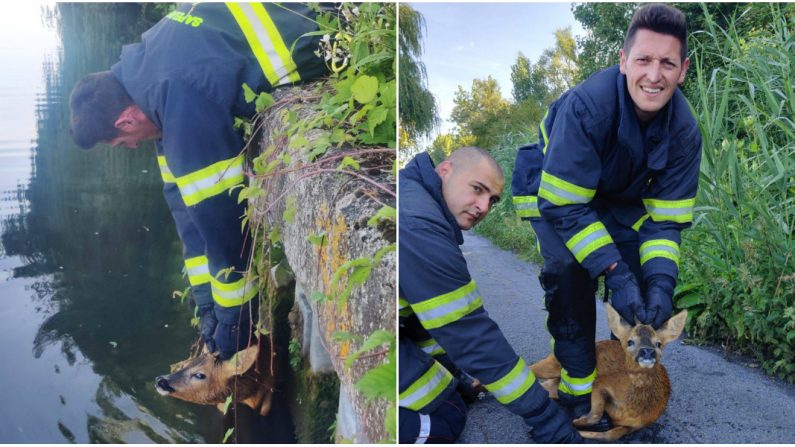 Sans l'intervention des soldats du feu, le chevreuil se serait probablement noyé dans l'Escaut. Crédit : SDIS 59. 