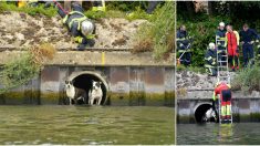 Nord : les pompiers sauvent deux chiens pris au piège dans un conduit d’évacuation d’eau sur l’Escaut