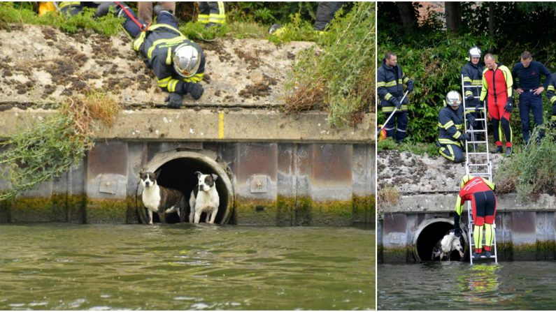 Les deux chiens ont pu être secourus par les pompiers et leur maître. Crédit : SDIS 59. 