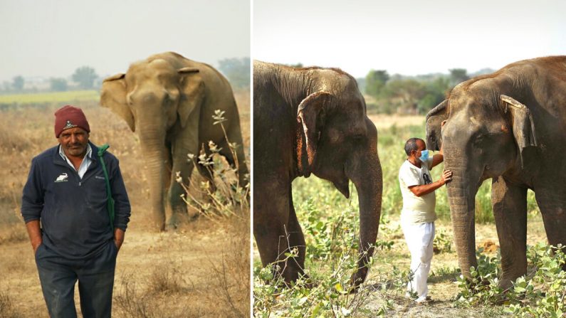 (Avec l'aimable autorisation de Wildlife SOS)
