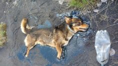 Des ouvriers du bâtiment entendent les appels au secours d’un chien et le trouvent pris au piège dans une plaque de goudron solidifié