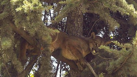 Pologne: ex-soldat enfui dans la forêt avec son puma traqué par la police