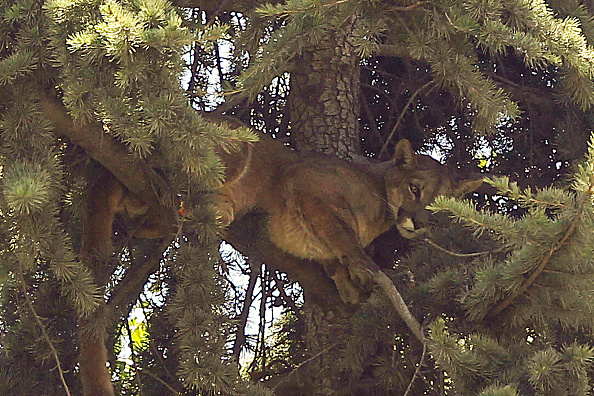 -Un puma sauvage sur un arbre dans un jardin particulier, à El Arrayan à la périphérie de la capitale chilienne Santiago, le 3 janvier 2019. Photo de DRAGOMIR YANKOVIC / ATON CHILE / AFP via Getty Images.