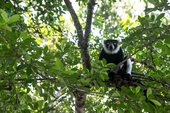 -Un lémurien est assis sur une branche près de la forêt de Vohibola, à Madagascar, le 23 mars 2019. - Les lémuriens de cette forêt sont en danger d'extinction depuis que la forêt de Vohibola, l'une des dernières forêts primaires de l'est de Madagascar, a été abattue illégalement.  Photo de RIJASOLO / AFP via Getty Images.