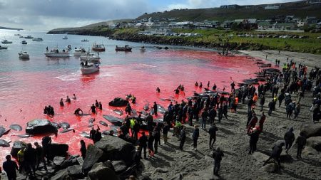 Aux îles Féroé, la chasse aux dauphins a repris malgré le virus du PCC