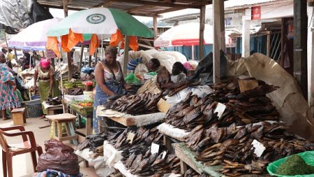 Afrique du Sud: des carpes invasives, salut des plus pauvres en temps de Covid