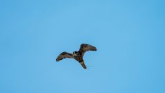 Vidéo – Caroline du Sud : un poisson de la taille d’un petit requin capturé par un rapace au bord d’une plage