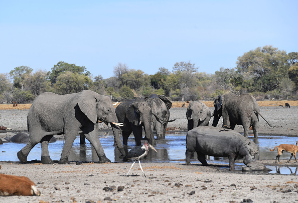 -Le delta de l'Okavango est l'un des derniers grands habitats fauniques d'Afrique et fournit un refuge à d'énormes concentrations de mouvements. Photo de MONIRUL BHUIYAN / AFP via Getty Images.