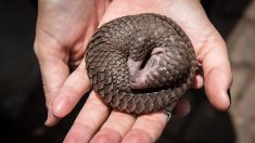 Birmanie: inquiétudes après l’autorisation d’élever tigres et pangolins