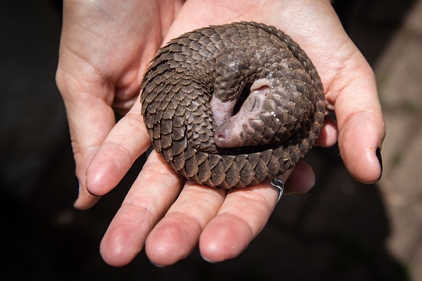 -Illustration- Un pangolin à ventre blanc a été sauvé des trafiquants d'animaux locaux au bureau de l'Uganda Wildlife Authority (UWA) en Ouganda, le 9 avril 2020. Photo d'Isaac Kasamani / AFP via Getty Images.