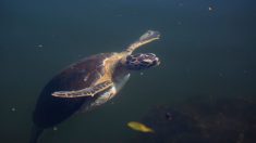 Une tortue marine vient pondre ses œufs sur la plage publique de Fréjus