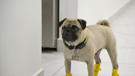 Somme: 2 « chiens soignants » rejoignent l’équipe médicale de l’hôpital de Doullens