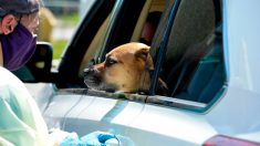 Pas-de-Calais : un chien enfermé dans une voiture pendant 3h en plein soleil