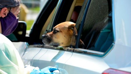 Pas-de-Calais : un chien enfermé dans une voiture pendant 3h en plein soleil