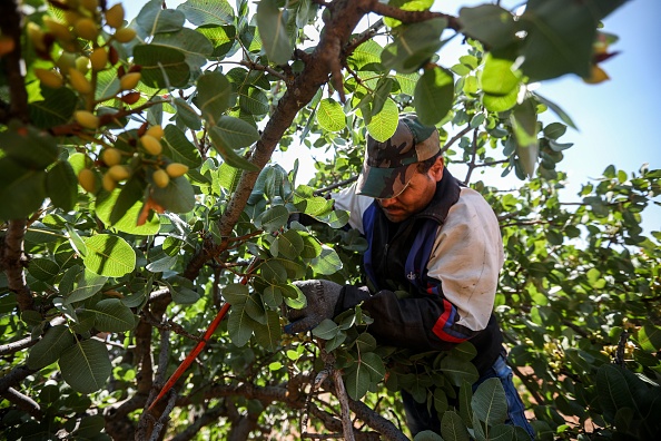 -Un cultivateur de pistaches dans un verger de pistaches dans le village de Maan, au nord de Hama, dans le centre-ouest de la Syrie le 24 juin 2020. Photo de LOUAI BESHARA / AFP via Getty Images.