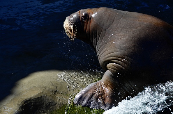 -Un morse est photographié au parc animalier de Pairi Daiza à Brugelette, le 30 juillet 2020. Photo de JOHN THYS / AFP via Getty Images.