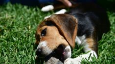 Nord: une extraordinaire mobilisation pour retrouver Truffe, un jeune Beagle