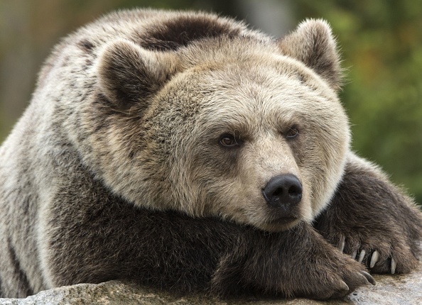      (Photo : PATRICK HERTZOG/AFP via Getty Images)