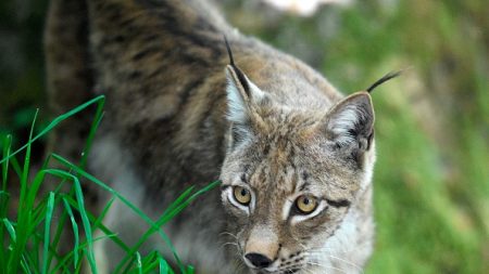 Jura : ils font du camping dans les bois et tombent nez à nez avec un lynx