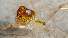 L’abdomen de l’araignée-miroir, décoré d’une mosaïque réfléchissante, est capturé en gros plan dans des photographies spectaculaires