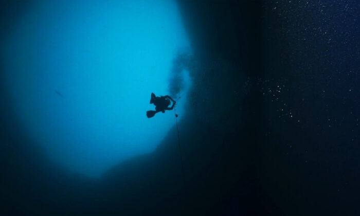 (Avec l'aimable autorisation du Mote Marine Laboratory)