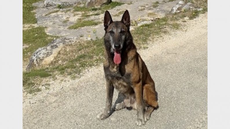 Narko a bien mérité sa retraite (Gendarmerie du Gard)