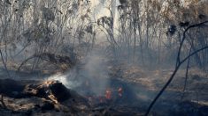 Deux-Sèvres : il fait ses besoins près d’un champ, met le feu à ses excréments et provoque un incendie