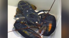 Le rare homard bleu trouvé par un employé du Red Lobster a une seconde chance de vivre au zoo de l’Ohio