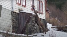 Un cerf sauvage rend visite deux fois par jour à une veuve âgée: «Ils ont de la chance d’être là l’un pour l’autre»