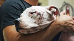 Un pit-bull malade, laissé pour compte en raison de sa race, est secouru et sert maintenant de mentor à d’autres chiens