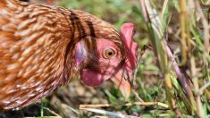 Souffrant d’une forme rarissime de dépression, une femme de 54 ans se prend pour une poule