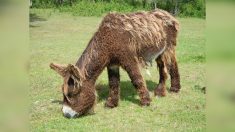 Tarn-et-Garonne : retrouvé entièrement tondu, l’âne Pompon ne peut plus se balader au soleil