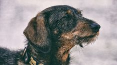 Deux chiens, enfermés en pleine canicule dans une cage, sauvés par l’aide des internautes