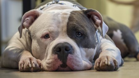 Seine-Saint-Denis : un chien tué à coups de couteau en pleine rue à Bobigny