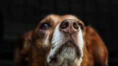 Un chien jeté par-dessus le portail du refuge de Calvi en Corse