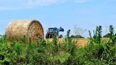 Gers : le tracteur d’une agricultrice se renverse, sa fille de 4 ans meurt dans l’accident