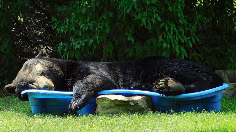 Un ours noir énorme s'est aventuré dans la cour de Regina Keller et a décidé d'y rester un petit moment. (Avec l'aimable autorisation de Regina Keller)