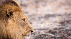 Loire : Jon, le lion squelettique et maltraité, reprend du poil de la bête au refuge de Tonga terre d’accueil