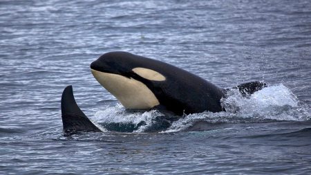 « Un deuil très tragique » : Tahlequah, l’orque observée portant son baleineau mort dans le Pacifique