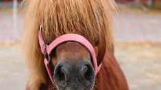 Normandie: des « poneys-parloirs » pour les pères détenus et leurs enfants