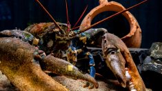 Un homard de plus de 5 kilos remonté dans les filets d’un pêcheur à Sant’Ambroggio