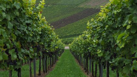 Chavanay : un vigneron se fait voler sa voiture de collection entièrement rénovée