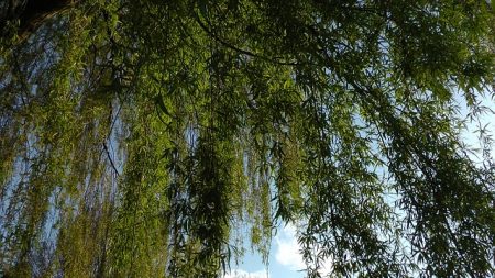 Vitry-le-François : mobilisation des élèves et des enseignants pour sauver un saule pleureur de l’abattage