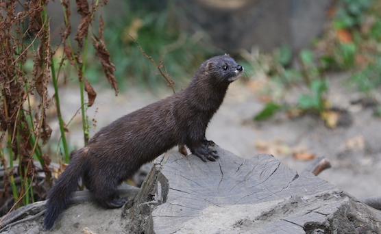  Des milliers de visons ont été abattus dans 20 élevages aux Pays-Bas. (Photo : crédit wikimedia/zoofanatic)