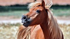 Attaques de chevaux : deux individus armés de couteaux surpris par un propriétaire prennent la fuite