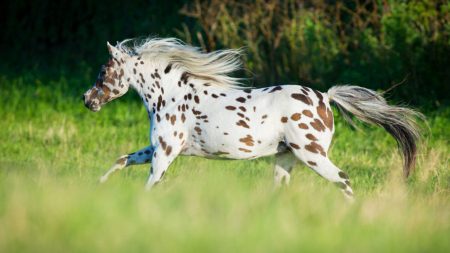 5 choses que vous ne saviez probablement pas au sujet du cheval Appaloosa fabuleusement tacheté