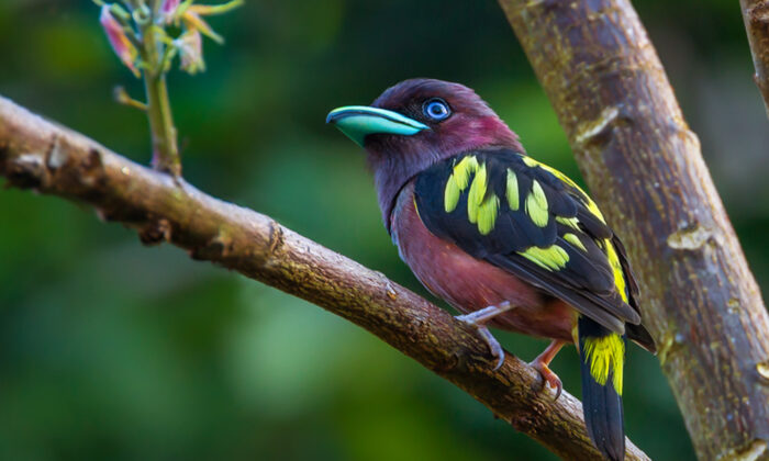 (photographie de la faune de kajornyot/Shutterstock)